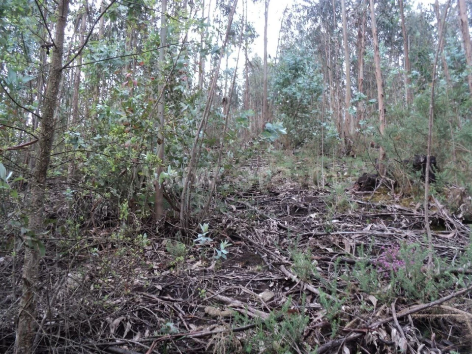 Terreno para Venda em Alpendorada, Várzea e Torrão Foto 3