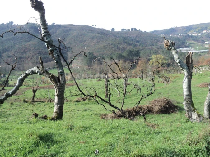 Quinta T0 para Venda em Gove Foto 4