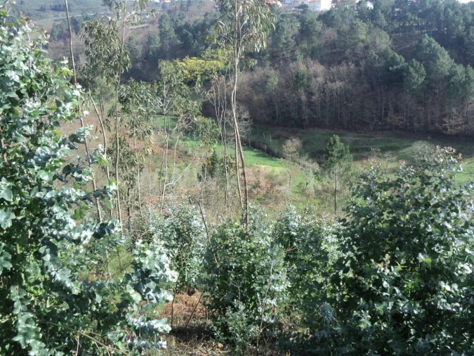 Terreno para Venda em Gove Foto 2