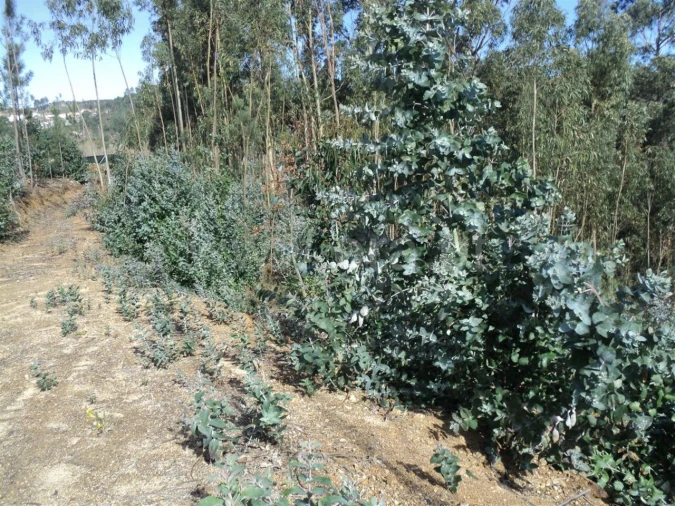 Terreno para Venda em Gove Foto 3