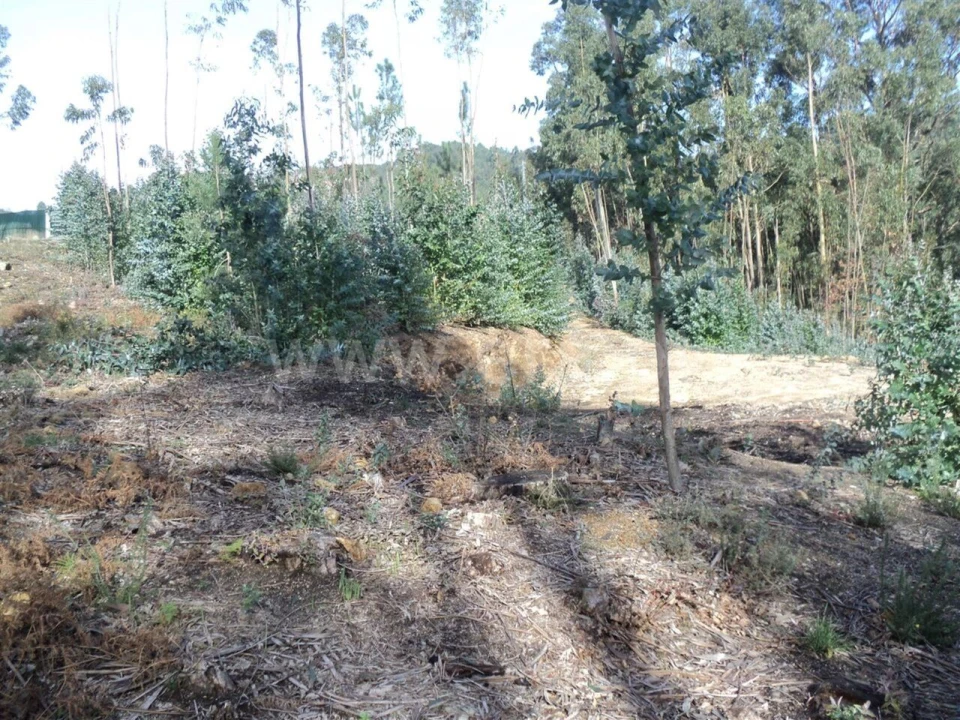 Terreno para Venda em Gove Foto 4