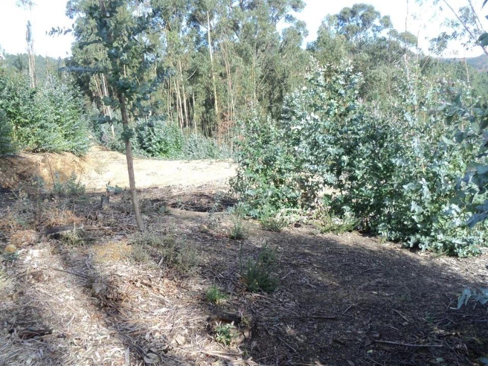 Terreno para Venda em Gove Foto 5