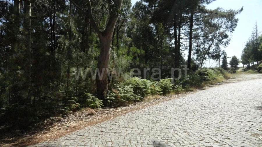Terreno para Venda em Banho e Carvalhosa