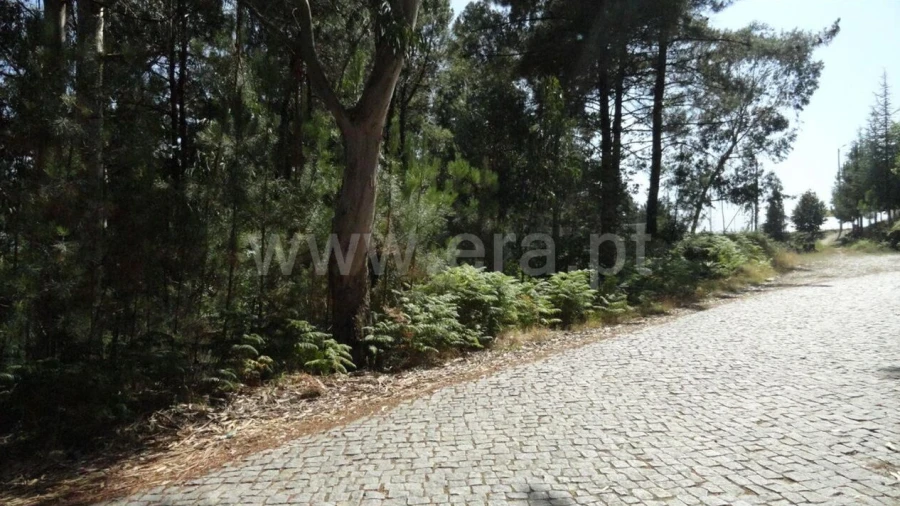 Terreno para Venda em Banho e Carvalhosa