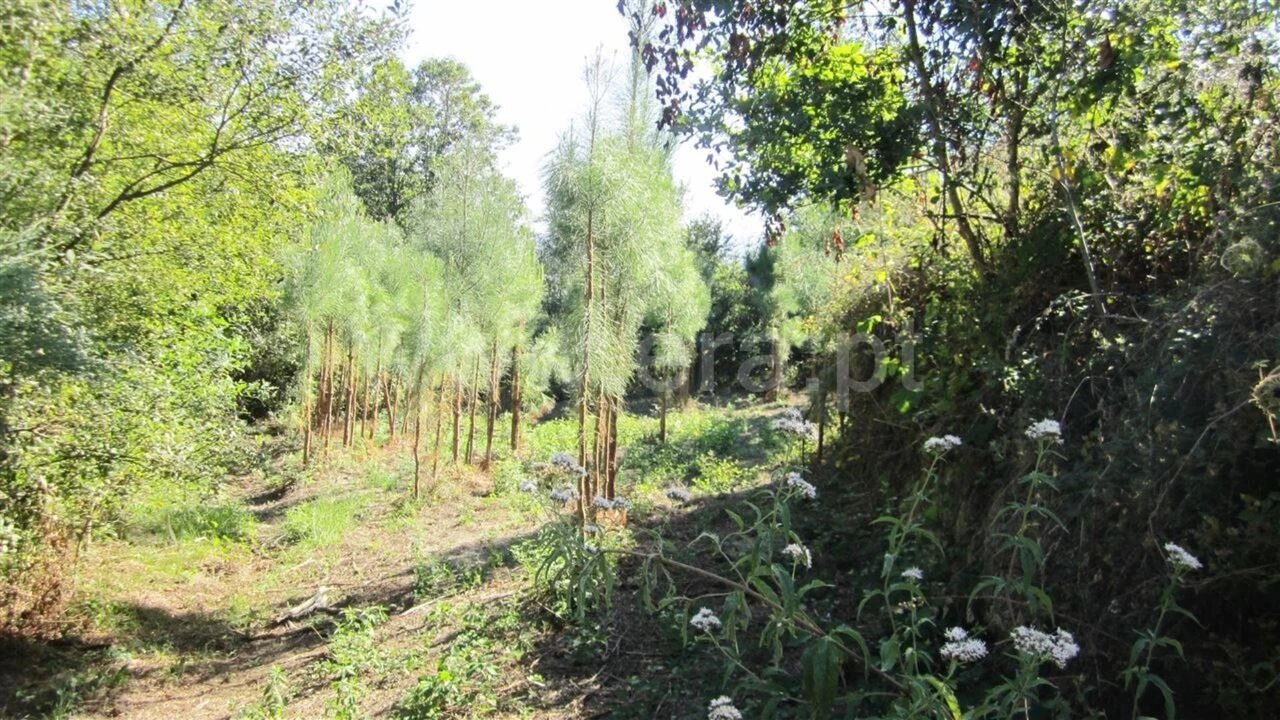 Terreno para Venda em Soalhães Foto 6