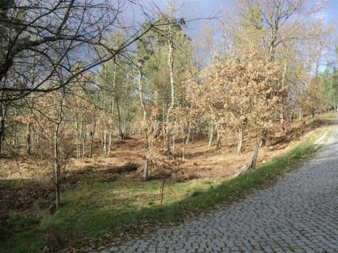 Terreno para Venda em Gove Foto 5