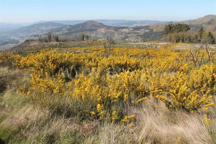 Terreno para Venda em Penhalonga e Paços de Gaiolo Foto 4