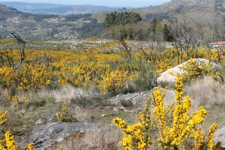 Terreno para Venda em Penhalonga e Paços de Gaiolo