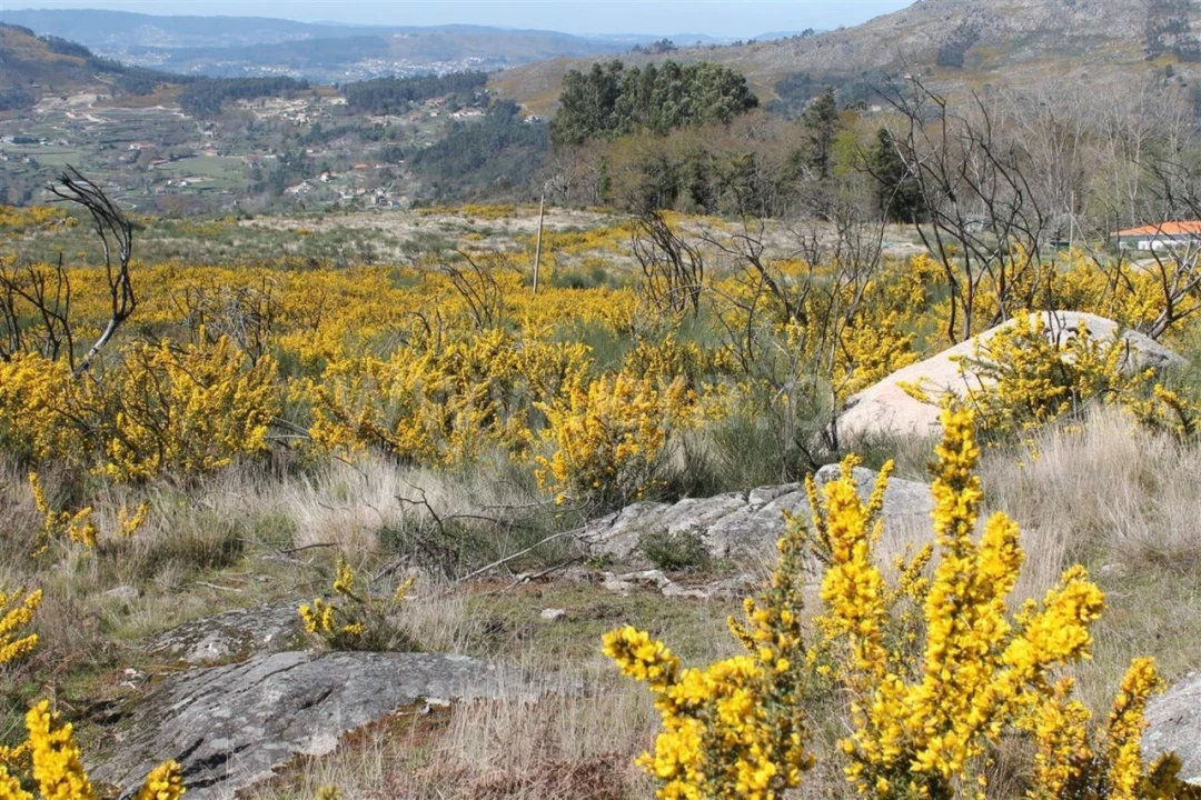 Terreno para Venda em Penhalonga e Paços de Gaiolo Foto 1