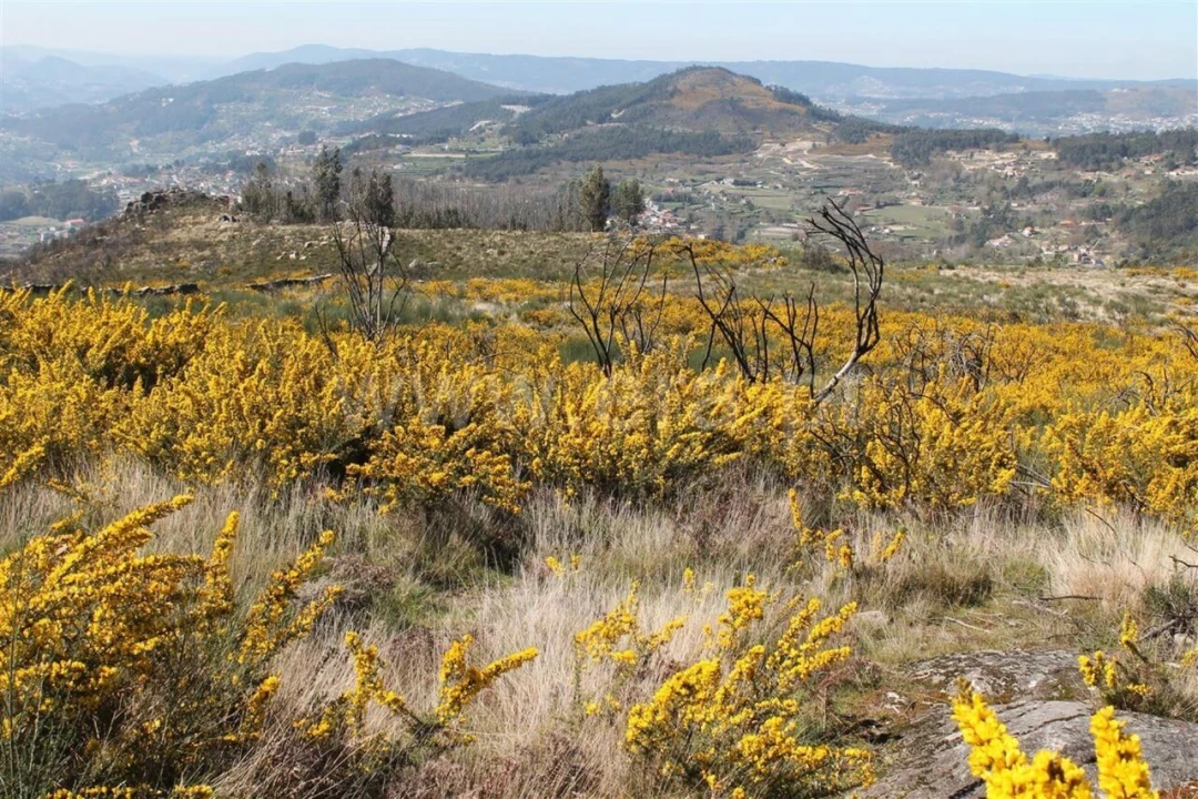 Terreno para Venda em Penhalonga e Paços de Gaiolo Foto 2