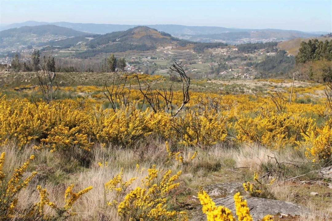 Terreno para Venda em Penhalonga e Paços de Gaiolo Foto 3