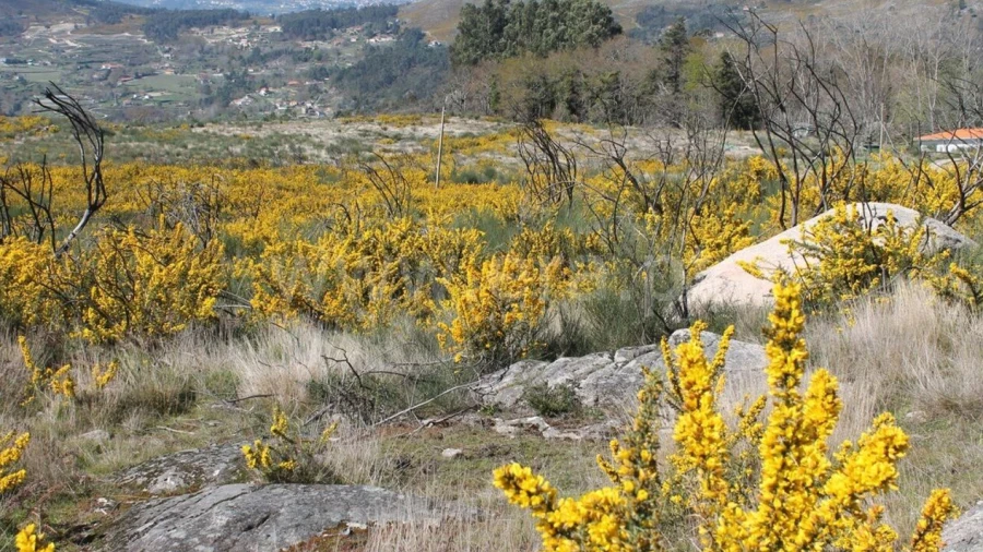 Terreno para Venda em Penhalonga e Paços de Gaiolo
