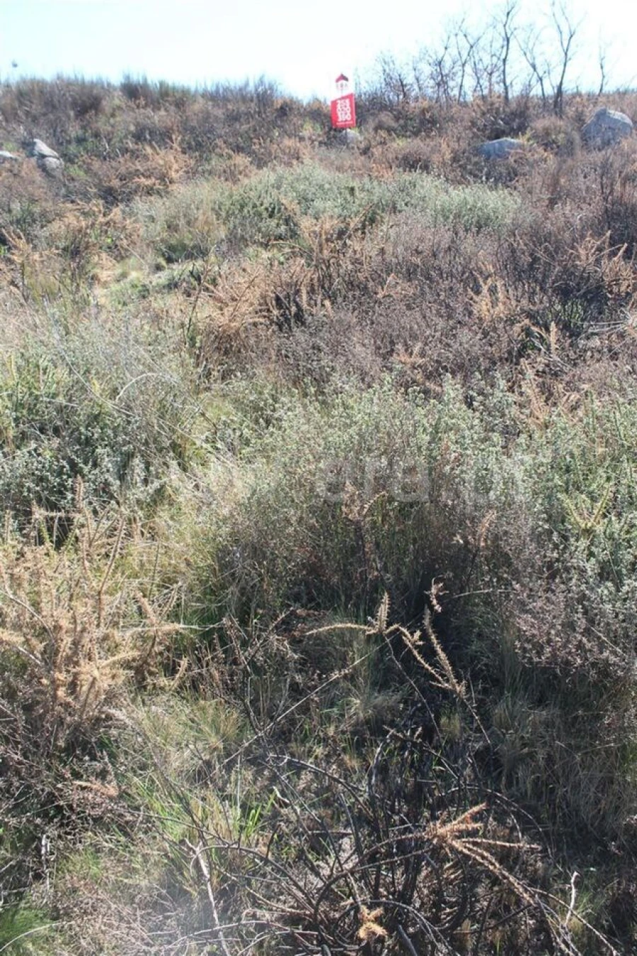 Terreno para Venda em Sande e São Lourenço Foto 3