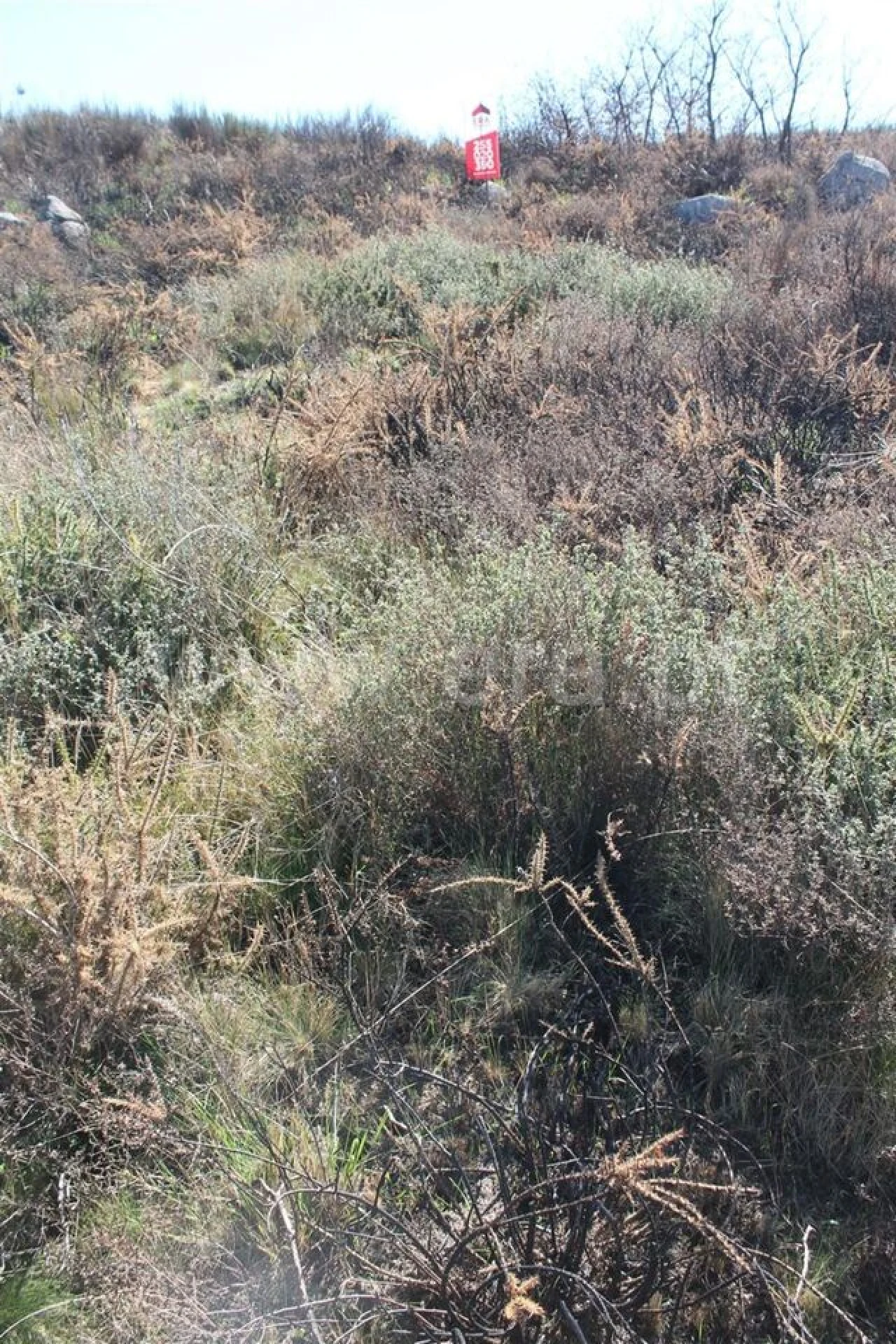 Terreno para Venda em Sande e São Lourenço Foto 3