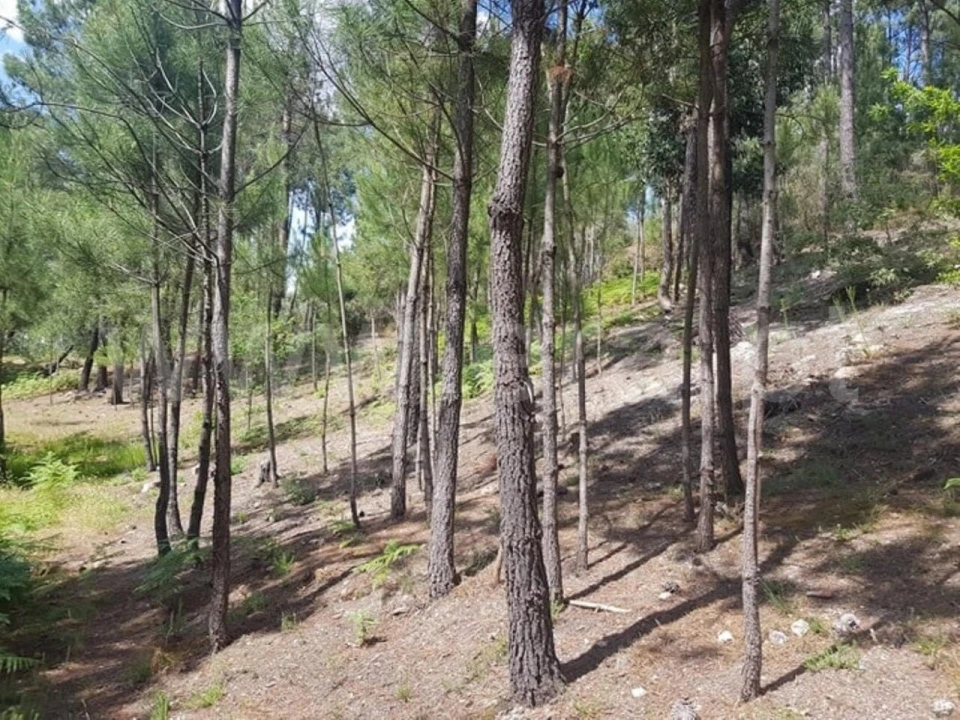 Terreno para Venda em Marco Foto 2