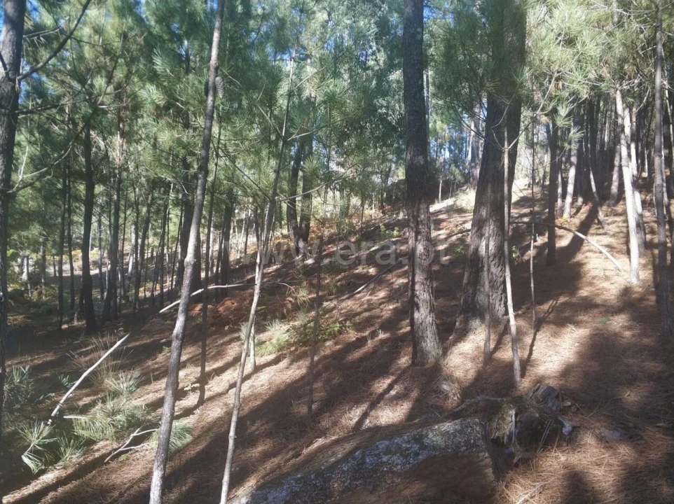 Terreno para Venda em Marco Foto 3