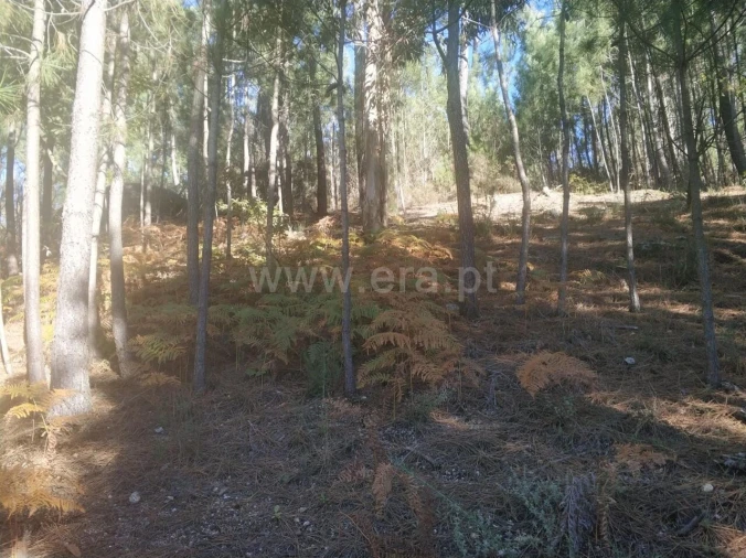 Terreno para Venda em Marco Foto 4