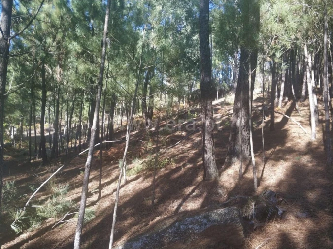 Terreno para Venda em Marco Foto 3