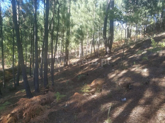 Terreno para Venda em Marco Foto 1