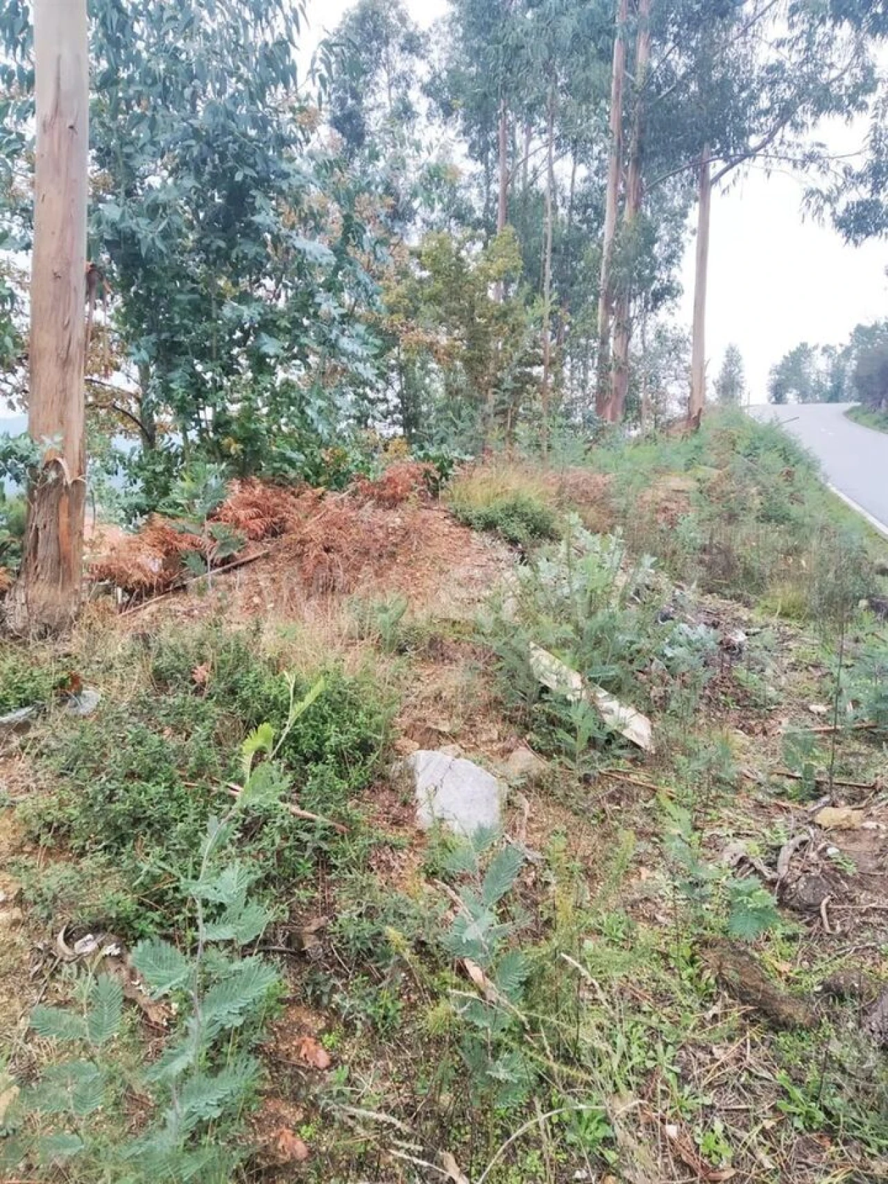 Terreno para Venda em Travanca Foto 9
