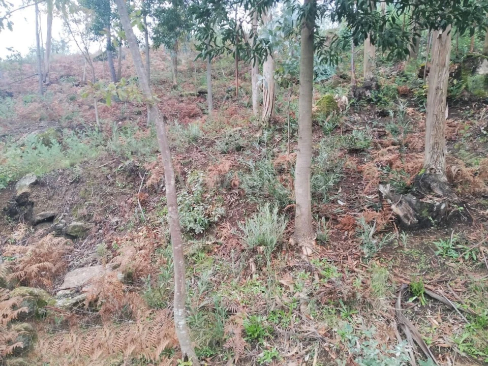 Terreno para Venda em Travanca Foto 2