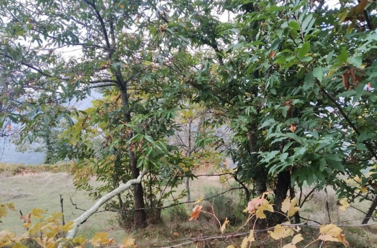 Quinta T2 para Venda em Tendais Foto 14