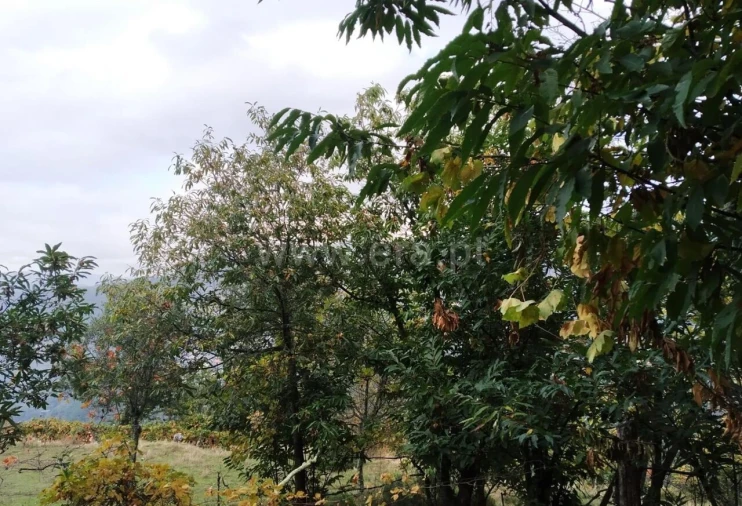 Quinta T2 para Venda em Tendais Foto 9