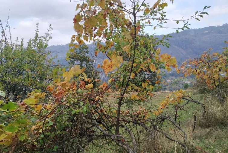 Quinta T2 para Venda em Tendais Foto 17
