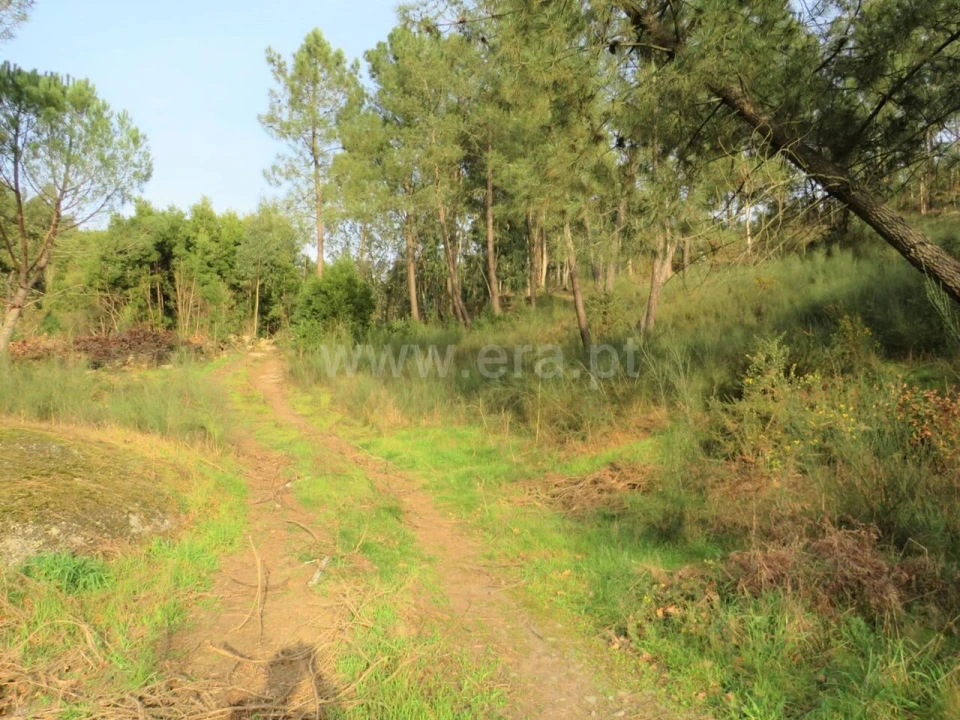 Terreno para Venda em Alpendorada, Várzea e Torrão Foto 7