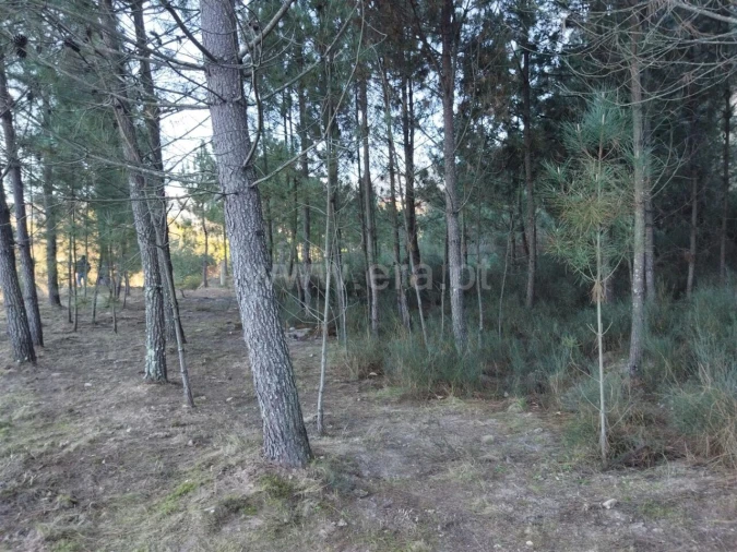 Terreno para Venda em Santiago de Piães Foto 2