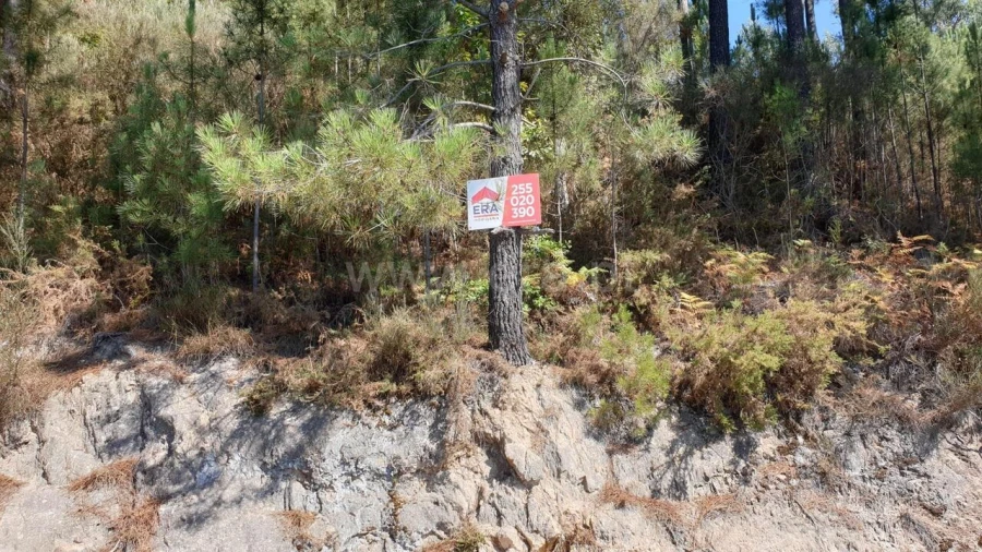 Terreno para Venda em Penhalonga e Paços de Gaiolo Foto 4