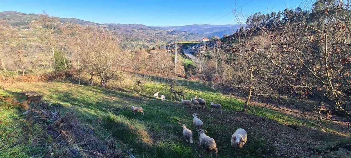 Quinta T0 para Venda em Penhalonga e Paços de Gaiolo Foto 3