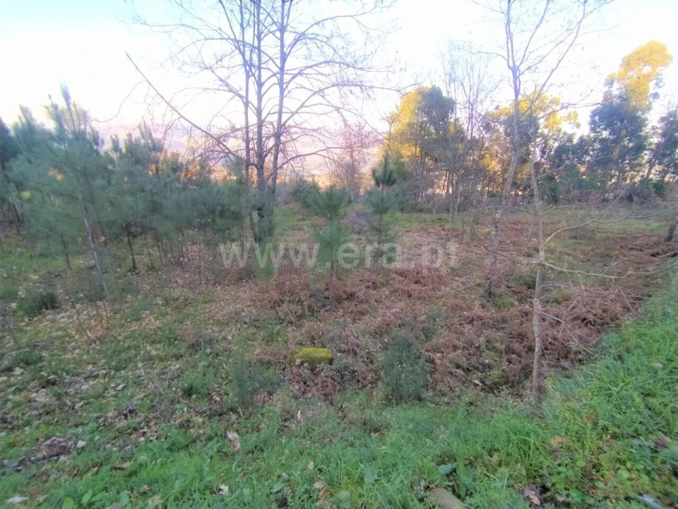 Terreno para Venda em Cinfães Foto 5
