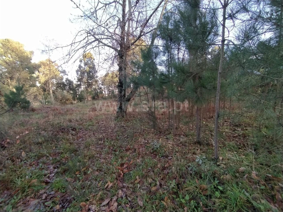 Terreno para Venda em Cinfães Foto 2