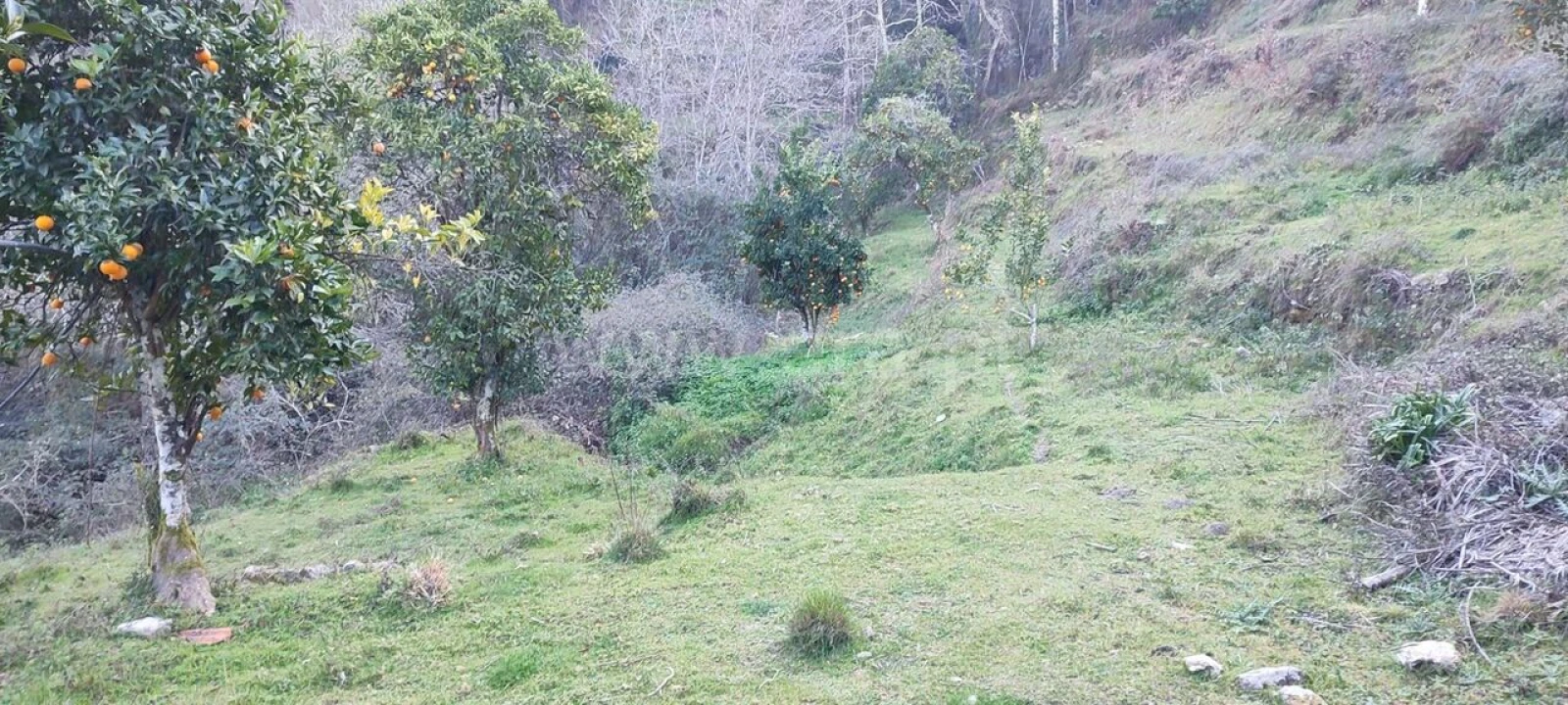 Terreno para Venda em Cinfães Foto 5