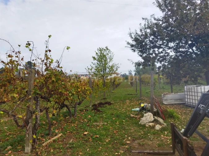 Quinta T0 para Venda em Tarouquela Foto 6