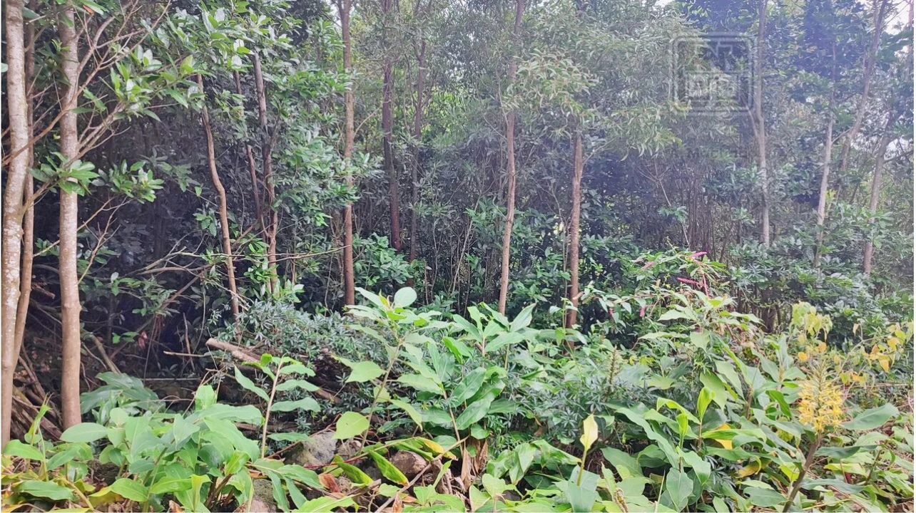 Terreno para Venda em São Vicente Ferreira Foto 8