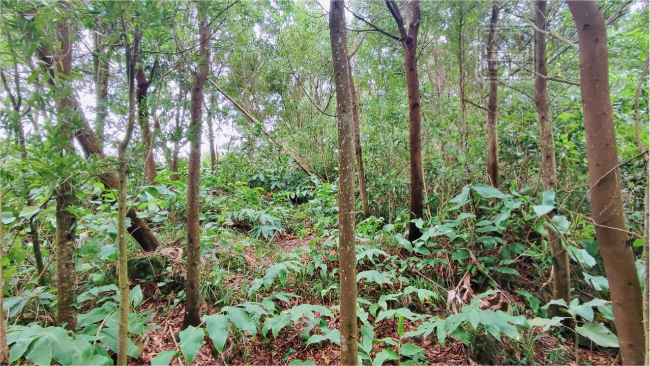 Terreno para Venda em São Vicente Ferreira Foto 11