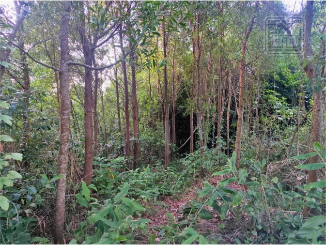 Terreno para Venda em São Vicente Ferreira Foto 2