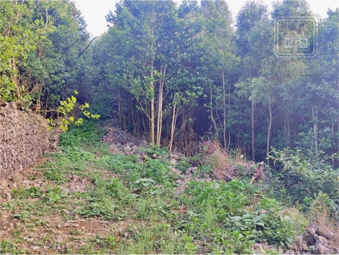 Terreno para Venda em São Vicente Ferreira Foto 1