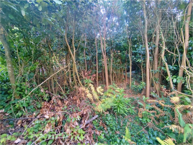 Terreno para Venda em São Vicente Ferreira Foto 7