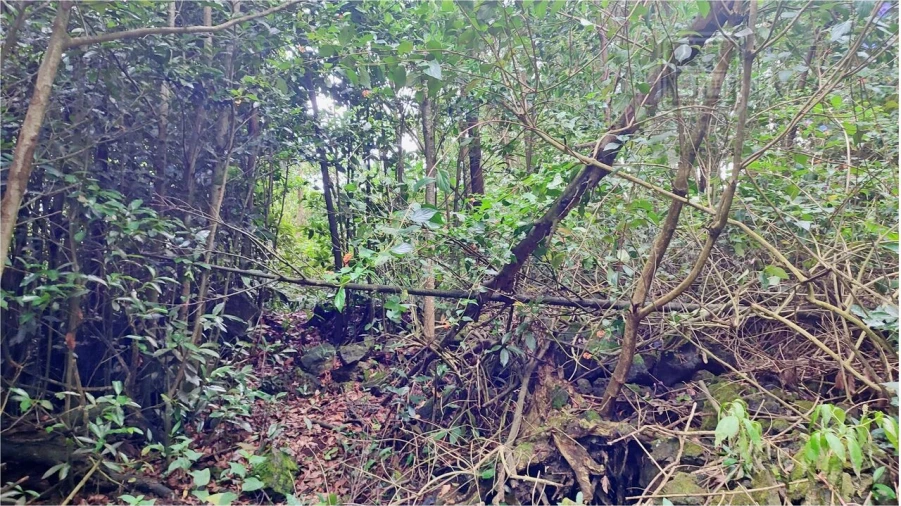 Terreno para Venda em São Vicente Ferreira Foto 10