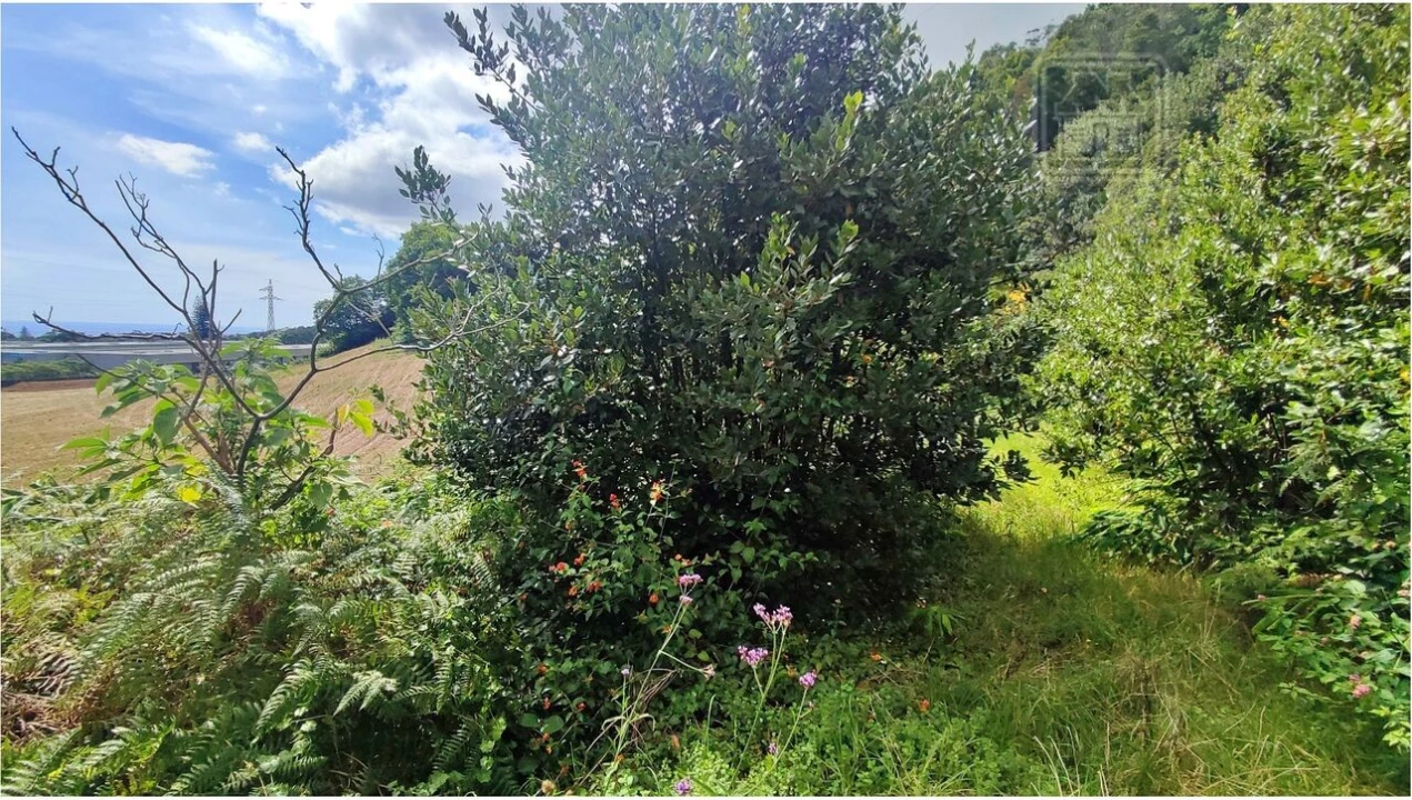 Terreno para Venda em Rosto do Cão (São Roque) Foto 21