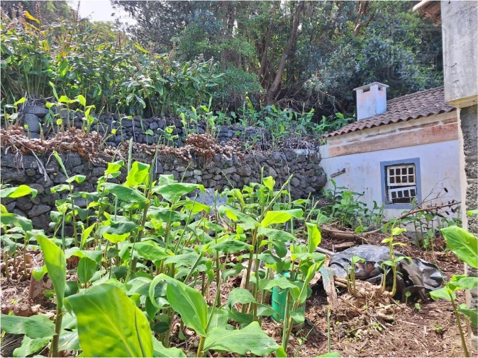 Moradia T2 para Venda em São Roque do Pico Foto 9