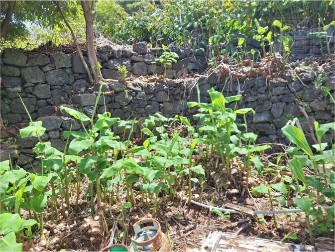 Moradia T2 para Venda em São Roque do Pico Foto 14