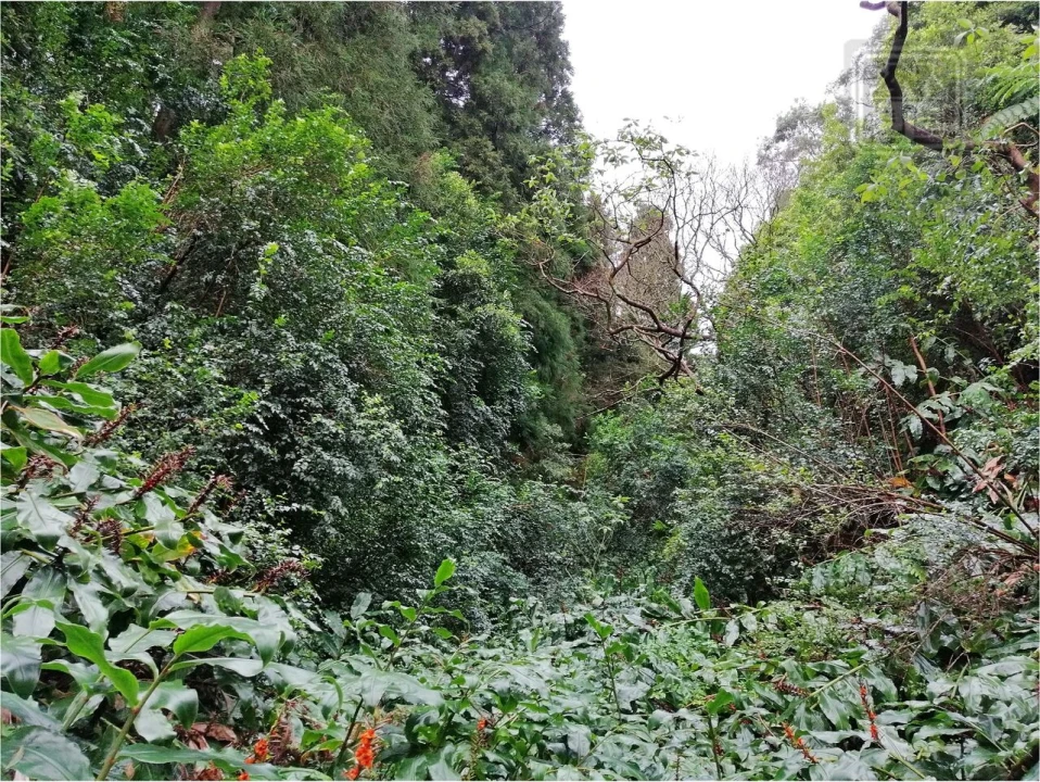 Terreno para Venda em Sete Cidades Foto 11