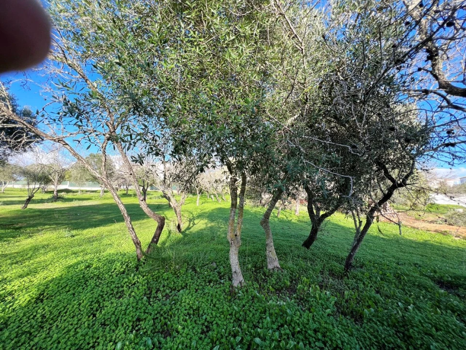 Terreno para Venda em Albufeira e Olhos de Água Foto 9