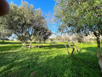 Terreno para Venda em Albufeira e Olhos de Água