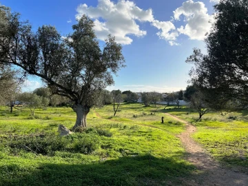 Terreno para Venda em Albufeira e Olhos de Água