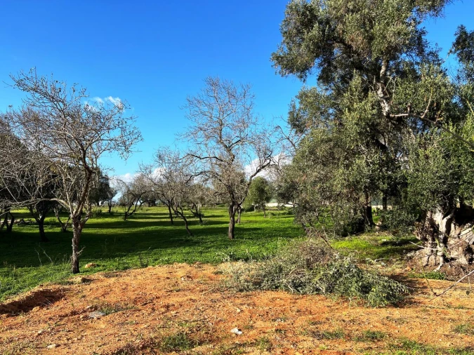Terreno para Venda em Albufeira e Olhos de Água Foto 3